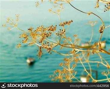 Close up of dried plant and beautiful water of Ochrid Lake, Macedonia. Balkan nature and travel concept.. Close up of dried plant and beautiful water of Ochrid Lake, Macedonia.