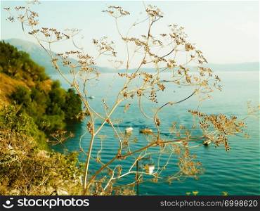 Close up of dried plant and beautiful water of Ochrid Lake, Macedonia. Balkan nature and travel concept.. Close up of dried plant and beautiful water of Ochrid Lake, Macedonia.