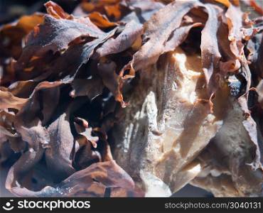 close up of dried seaweed macro on rock nature. close up of dried seaweed macro on rock nature; essex; england; uk