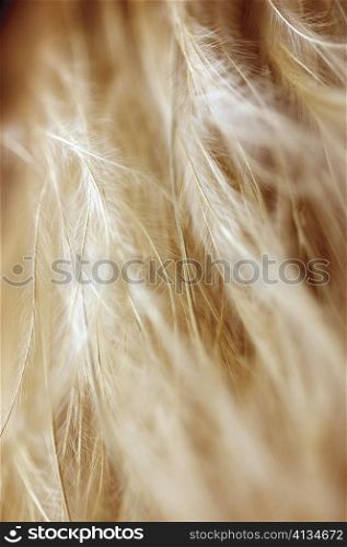 Close-up of dried weeds