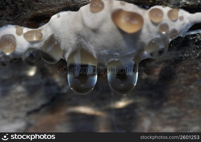 Close-up of drops on ice