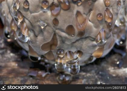 Close-up of drops on ice