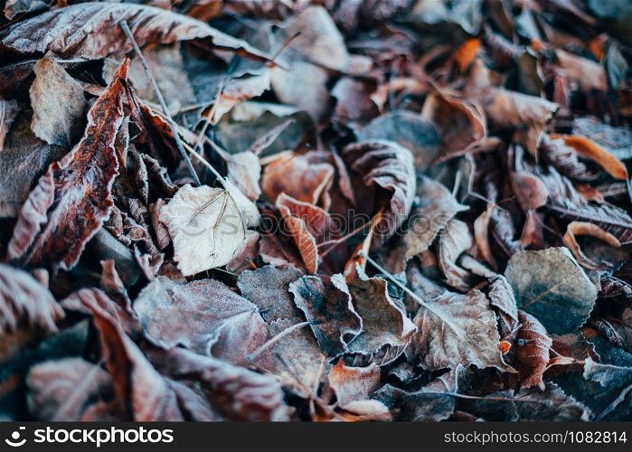 Close up of dry autumn leaves on the ground. Background with small GRIP, soft focus