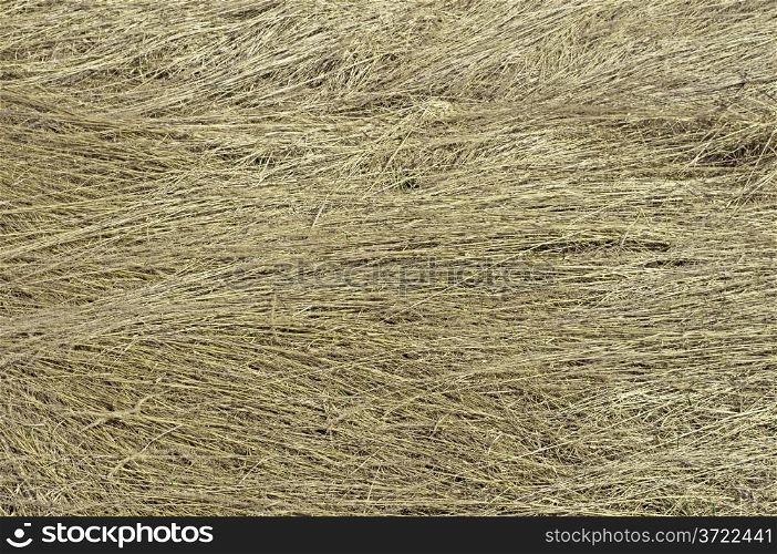 Close up of dry grass surface background