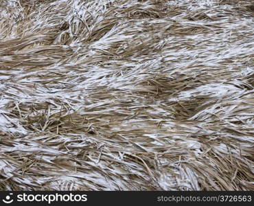 Close up of dry grass with hoarfrost