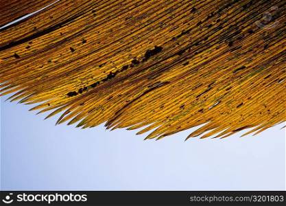Close-up of dry leaves, Hawaii Tropical Botanical Garden, Hilo, Big Island, Hawaii Islands, USA