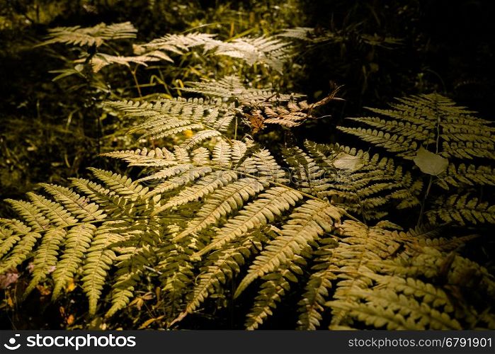 Close Up of Dry Yellow Autumn Fern Leaves on Foreground, Fall Colors and Autumn Forest Concept, Botanical Background, Natural Design Element For Halloween Poster And Season Art Countryside Background