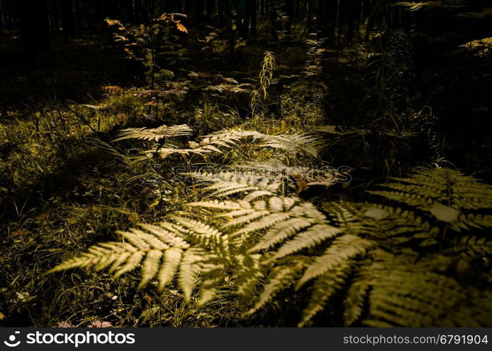 Close Up of Dry Yellow Autumn Fern Leaves on Foreground, Fall Colors and Autumn Forest Concept, Botanical Background, Natural Design Element For Halloween Poster And Season Art Countryside Background