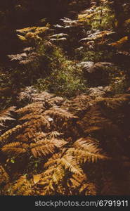 Close Up of Dry Yellow Autumn Fern Leaves on Foreground, Fall Colors and Autumn Forest Concept, Botanical Background, Natural Design Element For Halloween Poster And Season Art Countryside Background