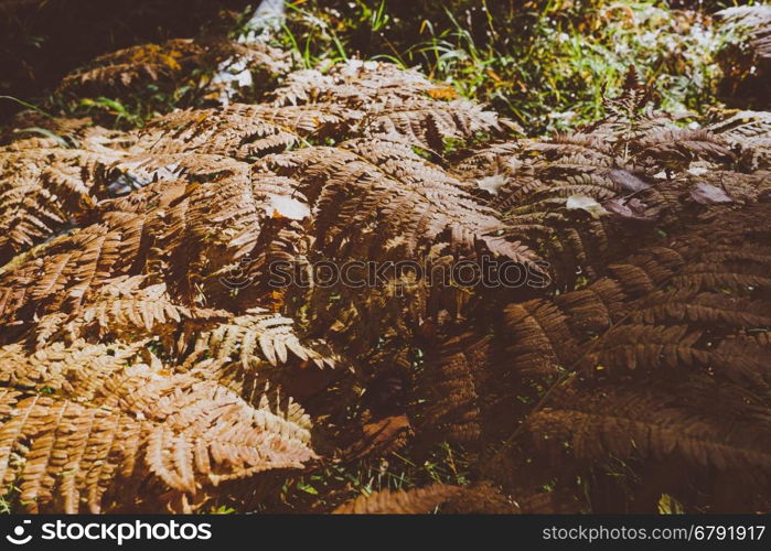 Close Up of Dry Yellow Autumn Fern Leaves on Foreground, Fall Colors and Autumn Forest Concept, Botanical Background, Natural Design Element For Halloween Poster And Season Art Countryside Background