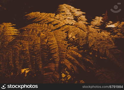 Close Up of Dry Yellow Autumn Fern Leaves on Foreground, Fall Colors and Autumn Forest Concept, Botanical Background, Natural Design Element For Halloween Poster And Season Art Countryside Background