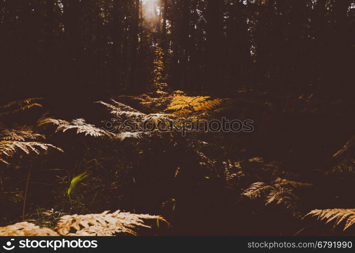 Close Up of Dry Yellow Autumn Fern Leaves on Foreground, Fall Colors and Autumn Forest Concept, Botanical Background, Natural Design Element For Halloween Poster And Season Art Countryside Background