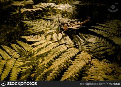 Close Up of Dry Yellow Autumn Fern Leaves on Foreground, Fall Colors and Autumn Forest Concept, Botanical Background, Natural Design Element For Halloween Poster And Season Art Countryside Background