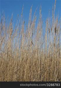Close up of dry yellow grass on blue sky background