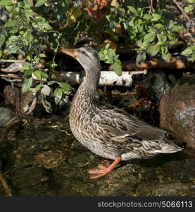 Close-up of duck at the shoreline of a lake, Lake of The Woods, Ontario, Canada