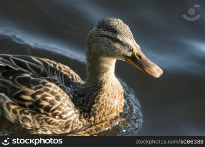 Close-up of duck swimming in the lake, Lake of The Woods, Ontario, Canada