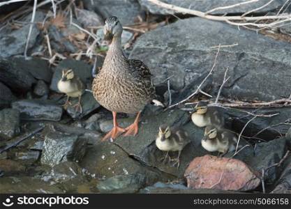 Close-up of duck with ducklings on rocky shoreline, Lake of The Woods, Ontario, Canada