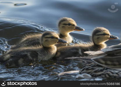 Close-up of duck with ducklings swimming in the lake, Lake of The Woods, Ontario, Canada