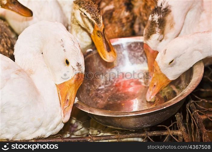 Close-up of ducks in a duck house, Hefei, Anhui Province, China