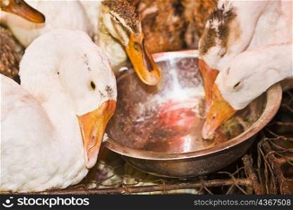 Close-up of ducks in a duck house, Hefei, Anhui Province, China