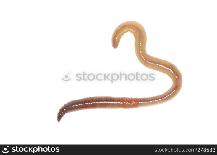 Close-up of earthworm on white