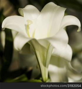 Close-up of Easter lily flowers
