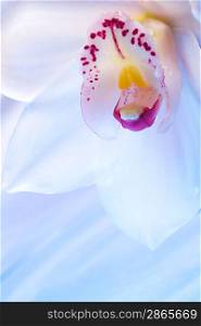 Close-up of eautiful orchid flower