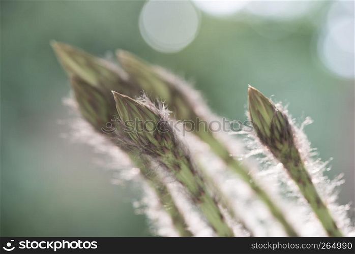 close up of echinopsis subdenudata buds on natural background. echinopsis subdenudata buds