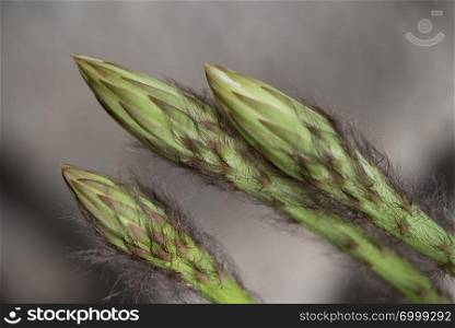 close up of echinopsis subdenudata buds on natural background. echinopsis subdenudata buds