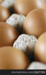 Close-up of eggs in a carton