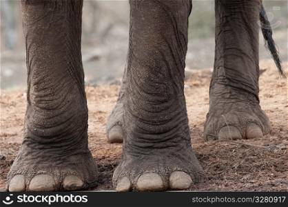 Close-up of elephant feet