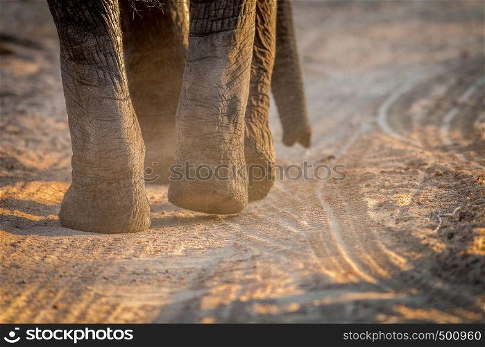 Close up of Elephant feet in the Kruger National Park, South Africa.