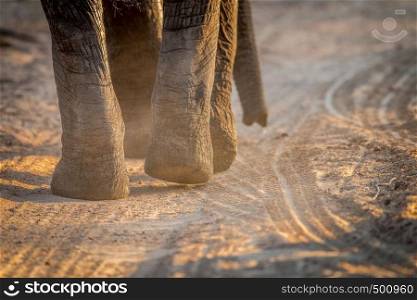 Close up of Elephant feet in the Kruger National Park, South Africa.