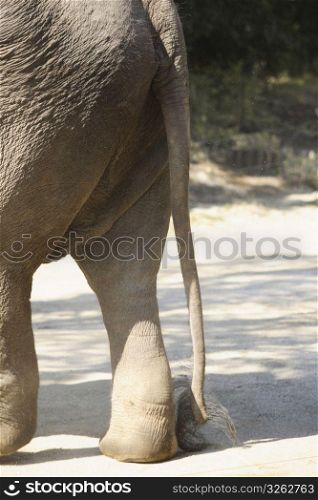 close up of elephants tail
