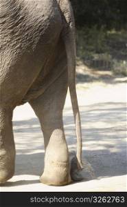 close up of elephants tail