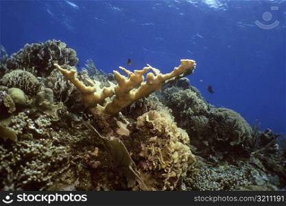Close-up of Elkhorn Coral (Acropora Palmata) underwater, Roatan, Bay Islands, Honduras