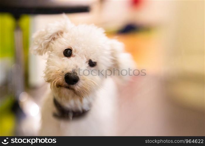 Close up of expressive white bichon frise dog with blur light bokeh background for copy space. Close up of expressive white bichon frise