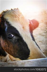 Close up of face cow white and black looking to camera in farm / Eyes animal