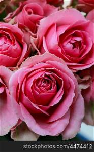 Close up of faded pink roses