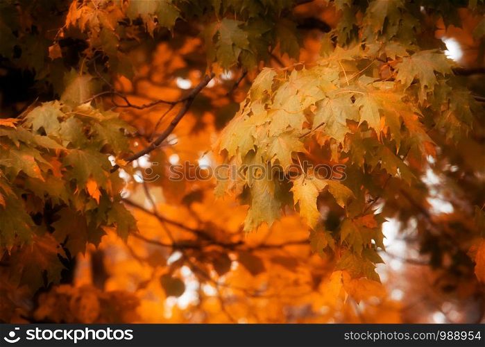 Close up of fall tree branches, natural autumn background.