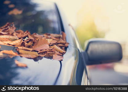 Close up of fallen leaves lying on a car window