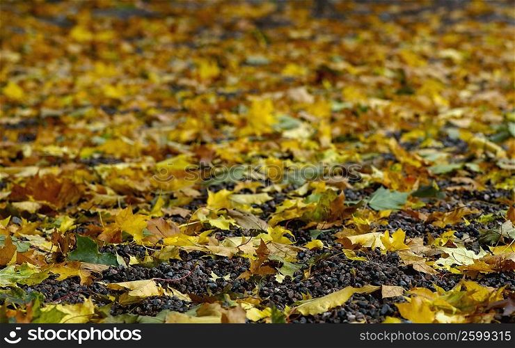 Close-up of fallen leaves on the ground