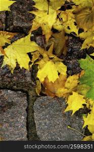 Close-up of fallen maple leaves on cobblestones