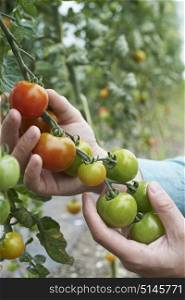Close Up Of Farmer Inspecting Tomato Crop