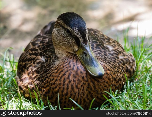 Close-up of female mallard duck face from front against grass.