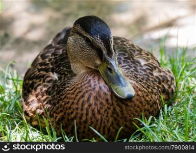 Close-up of female mallard duck face from front against grass.