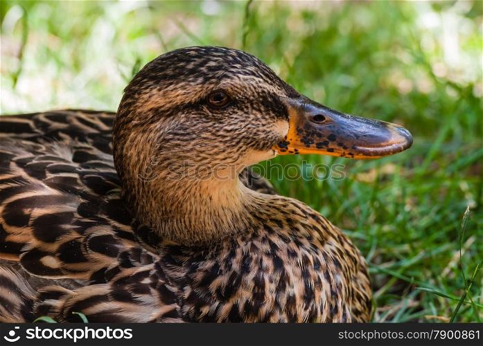 Close-up of female mallard duck face from side against grass.