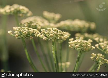 Close up of fennel flower flowers.
