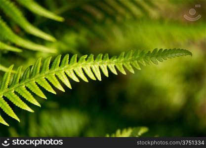 Close up of fern leaf