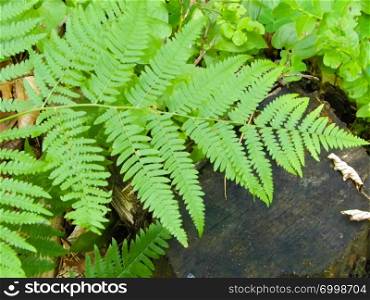 Close up of fern leaf as nature background. Beauty in nature concept.. Close up of fern leaf as nature background.